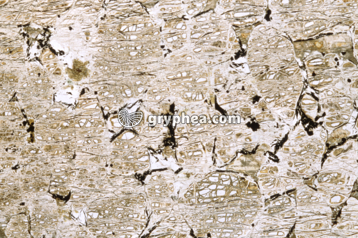 Wherlite LPNA x3,5 - gryphea.com